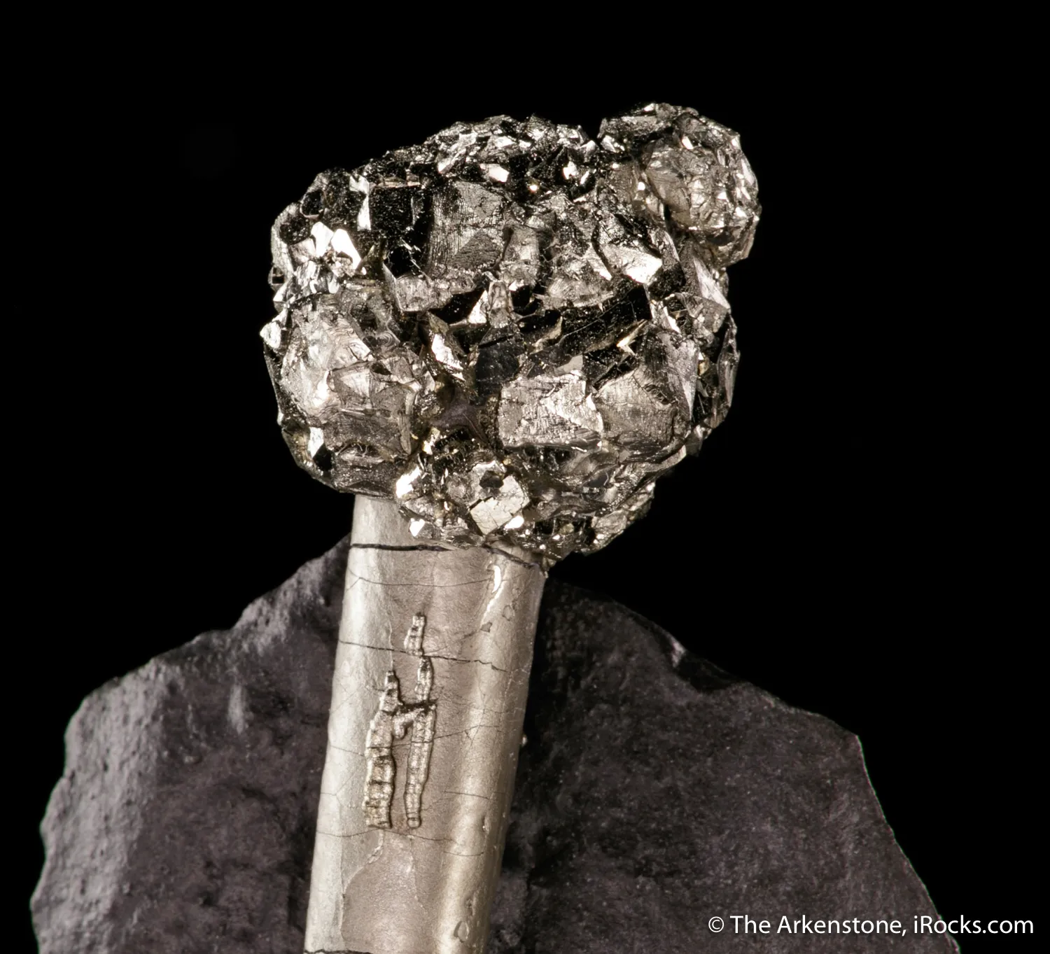 Pyrite on Pyrite ps. Baculites yokayamai - image 4