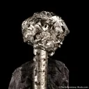 Pyrite on Pyrite ps. Baculites yokayamai - image 4