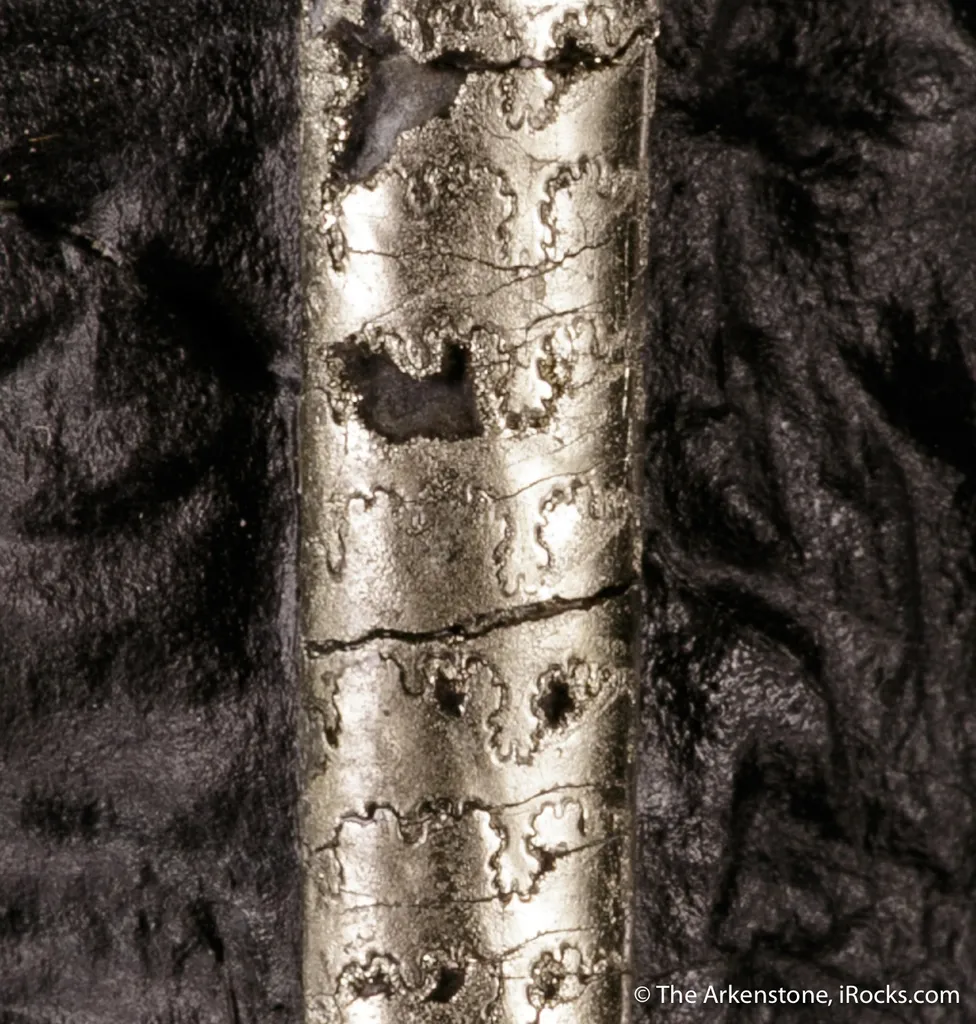Pyrite on Pyrite ps. Baculites yokayamai - image 6