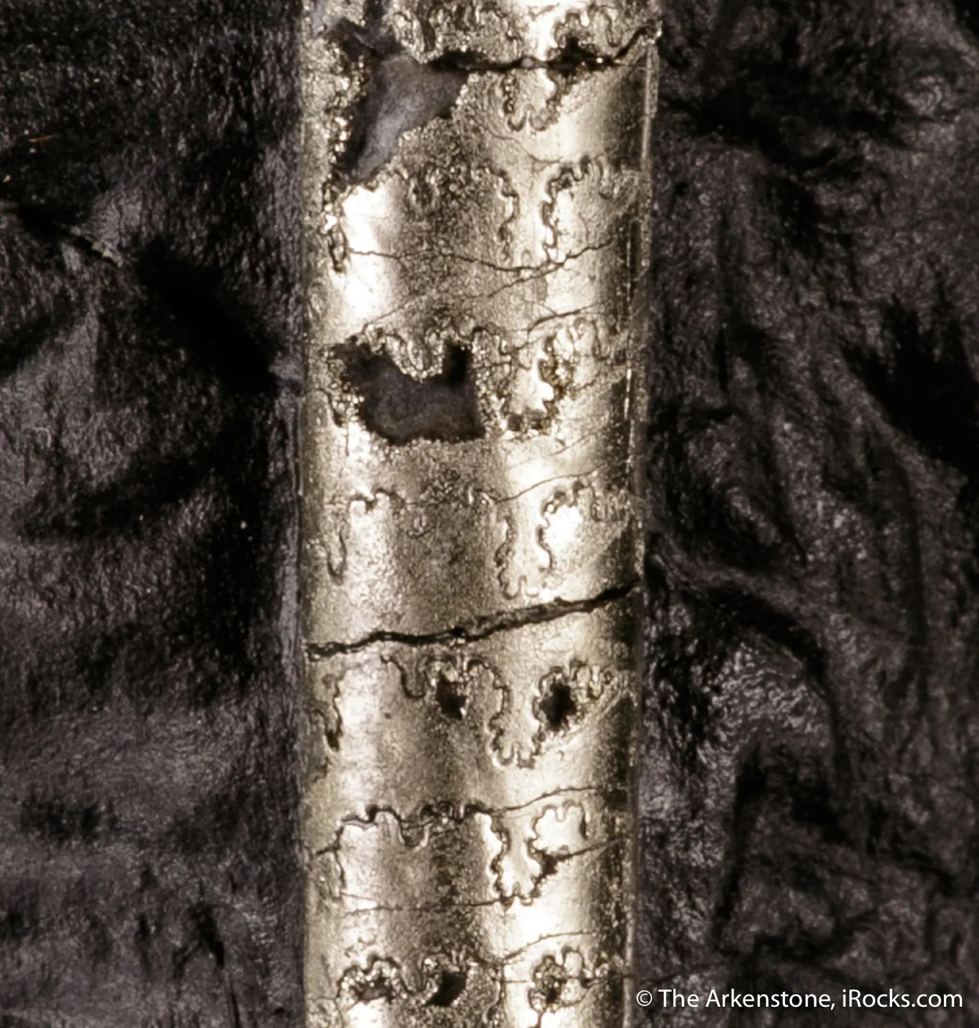 Pyrite on Pyrite ps. Baculites yokayamai - image 6