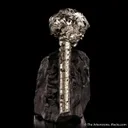 Pyrite on Pyrite ps. Baculites yokayamai - image 3