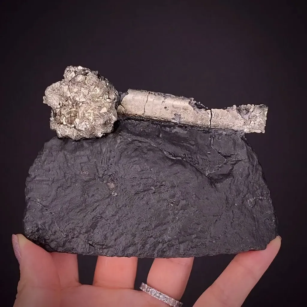 Pyrite on Pyrite ps. Baculites yokayamai image