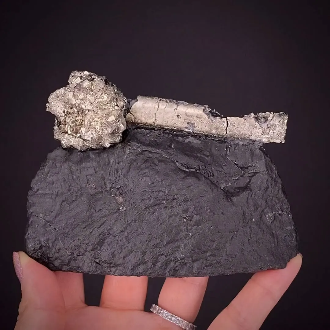 Pyrite on Pyrite ps. Baculites yokayamai - image 1