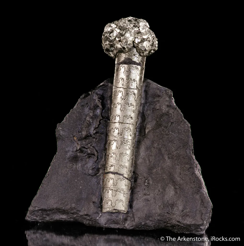 Pyrite on Pyrite ps. Baculites yokayamai image