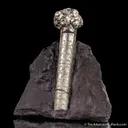 Pyrite on Pyrite ps. Baculites yokayamai - image 1