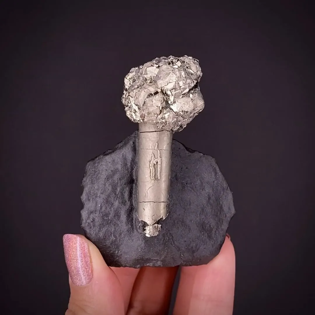 Pyrite on Pyrite ps. Baculites yokayamai - image 2