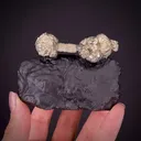 Pyrite on Pyrite ps. Baculites yokayamai - image 2