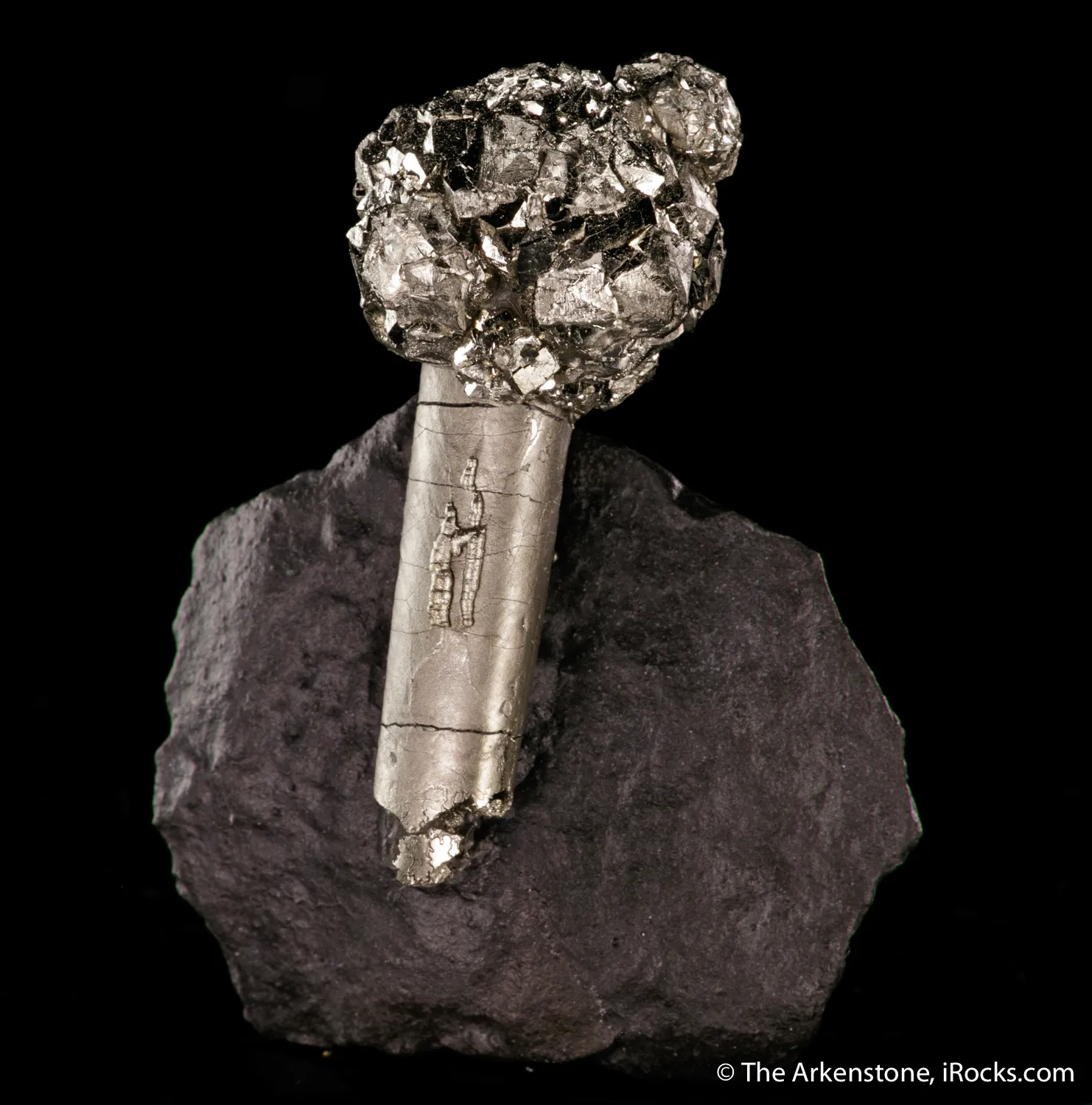 Pyrite on Pyrite ps. Baculites yokayamai - image 1