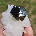 specimen video