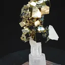 specimen video