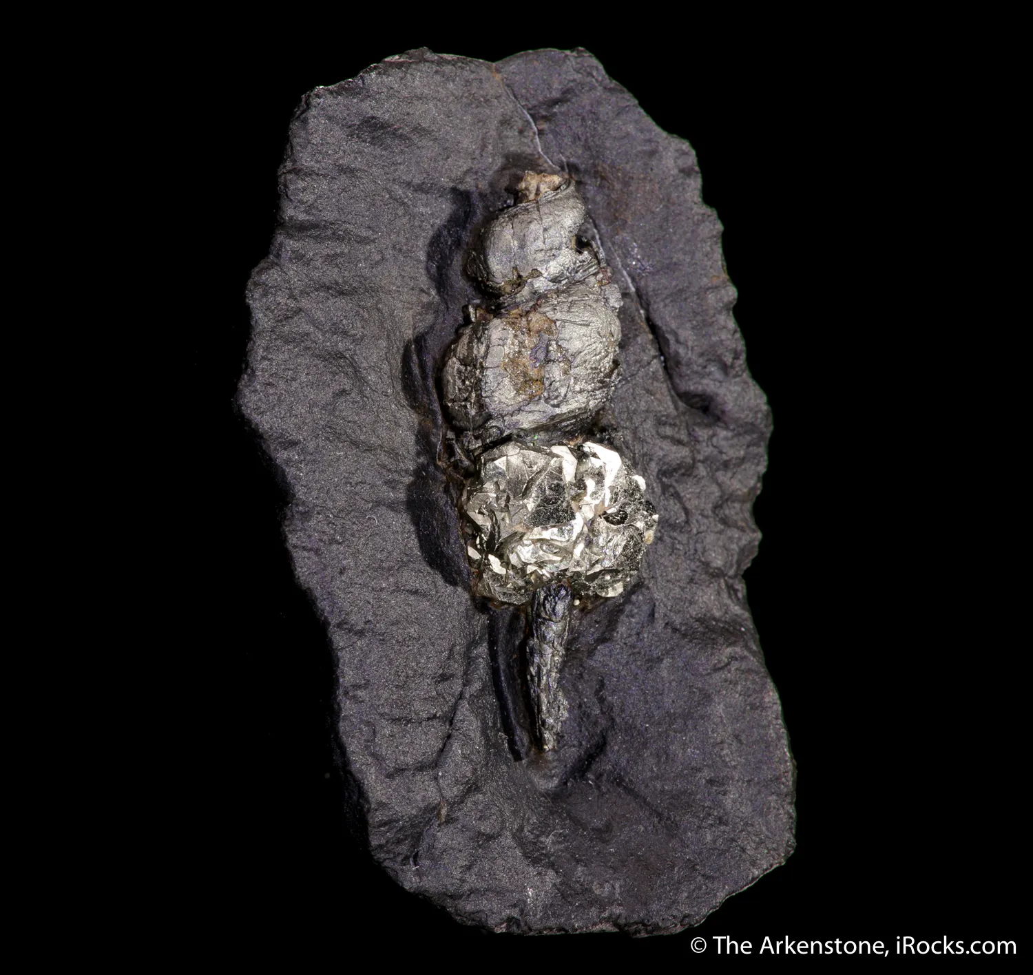 Pyrite ps. after gastropod - image 1