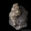 Pyrite ps. after gastropod - image 3