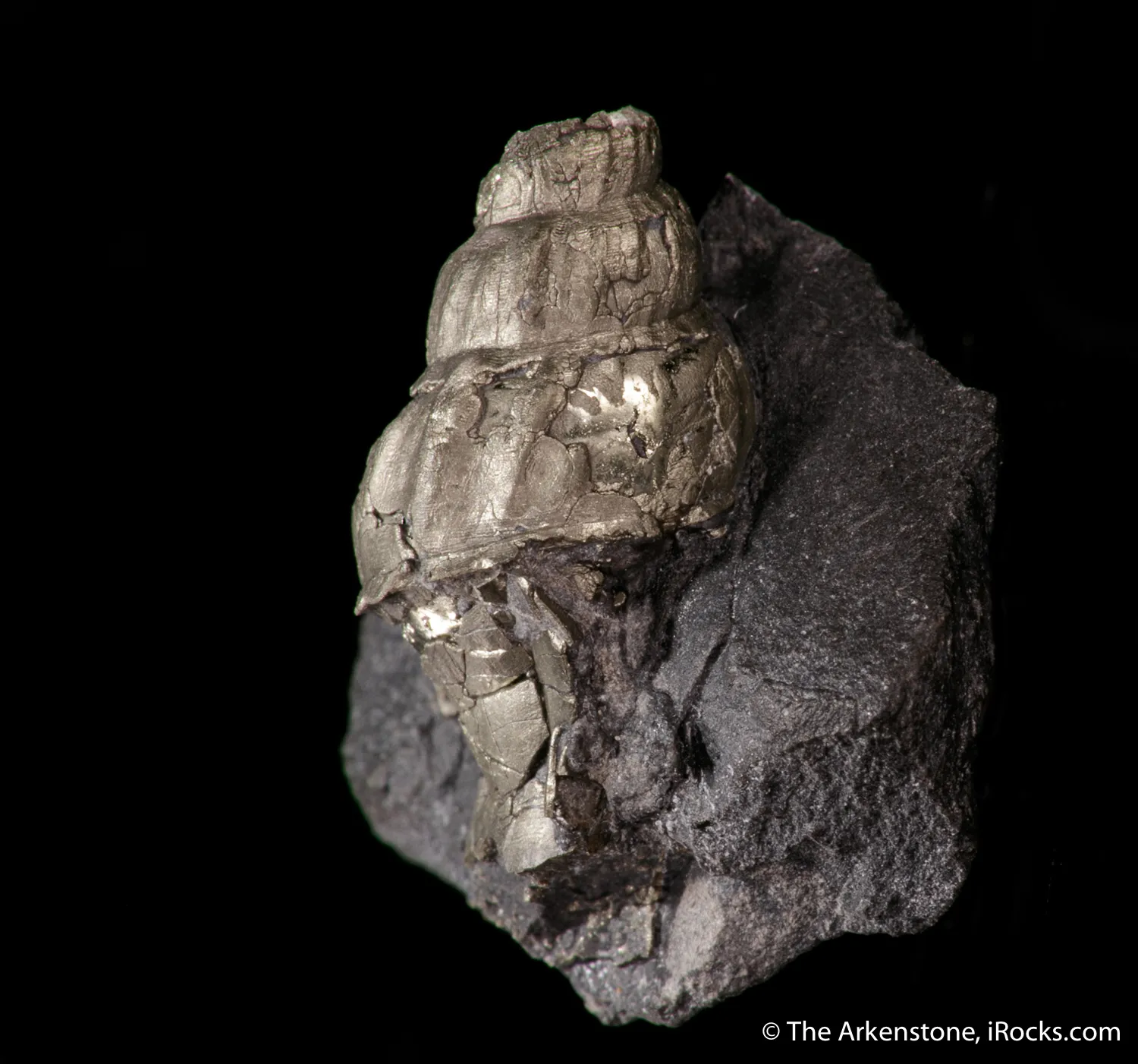 Pyrite ps. after gastropod - image 3