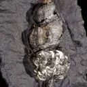 Pyrite ps. after gastropod - image 6