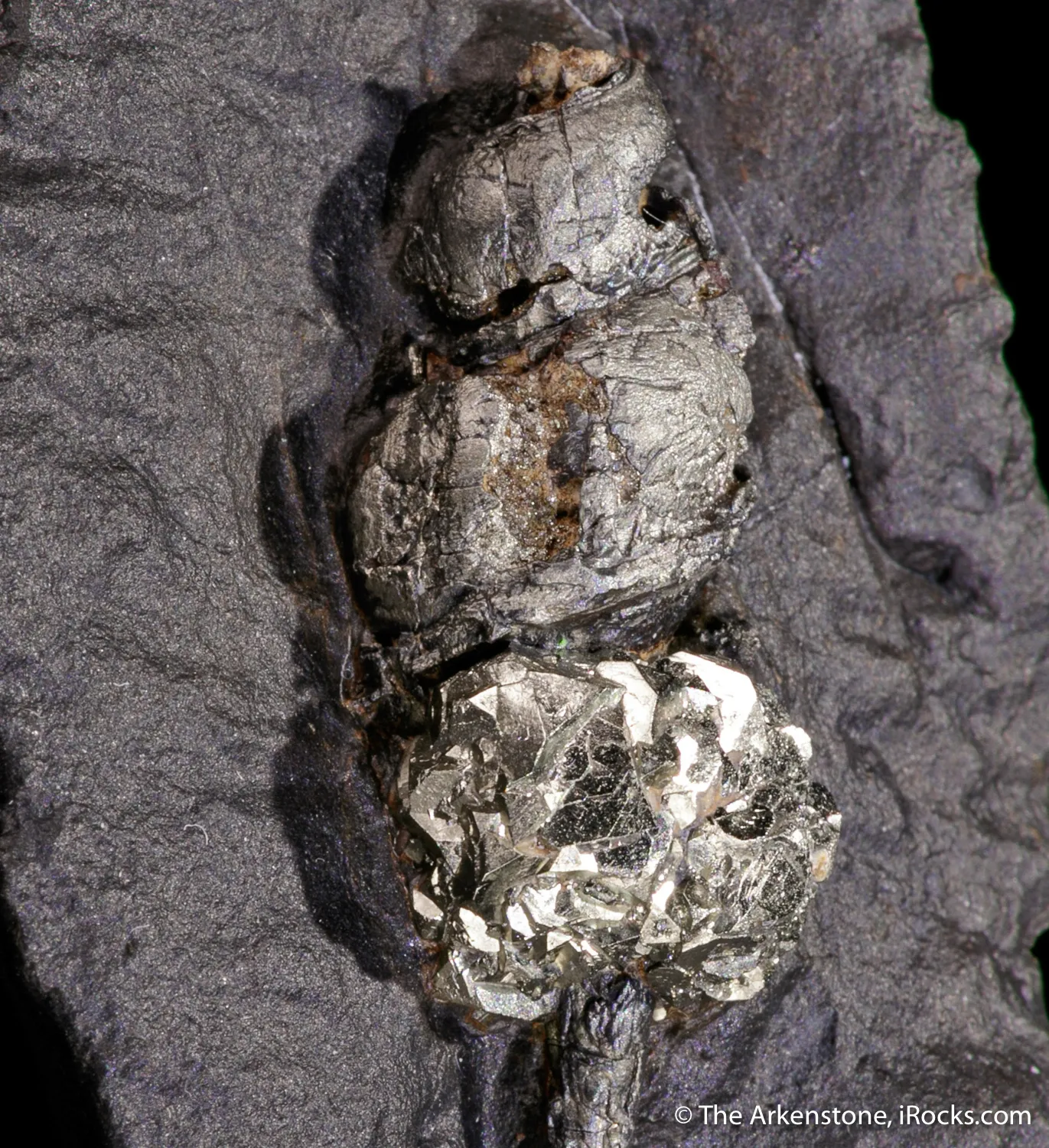 Pyrite ps. after gastropod - image 6