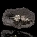 Pyrite ps. after gastropod - image 5