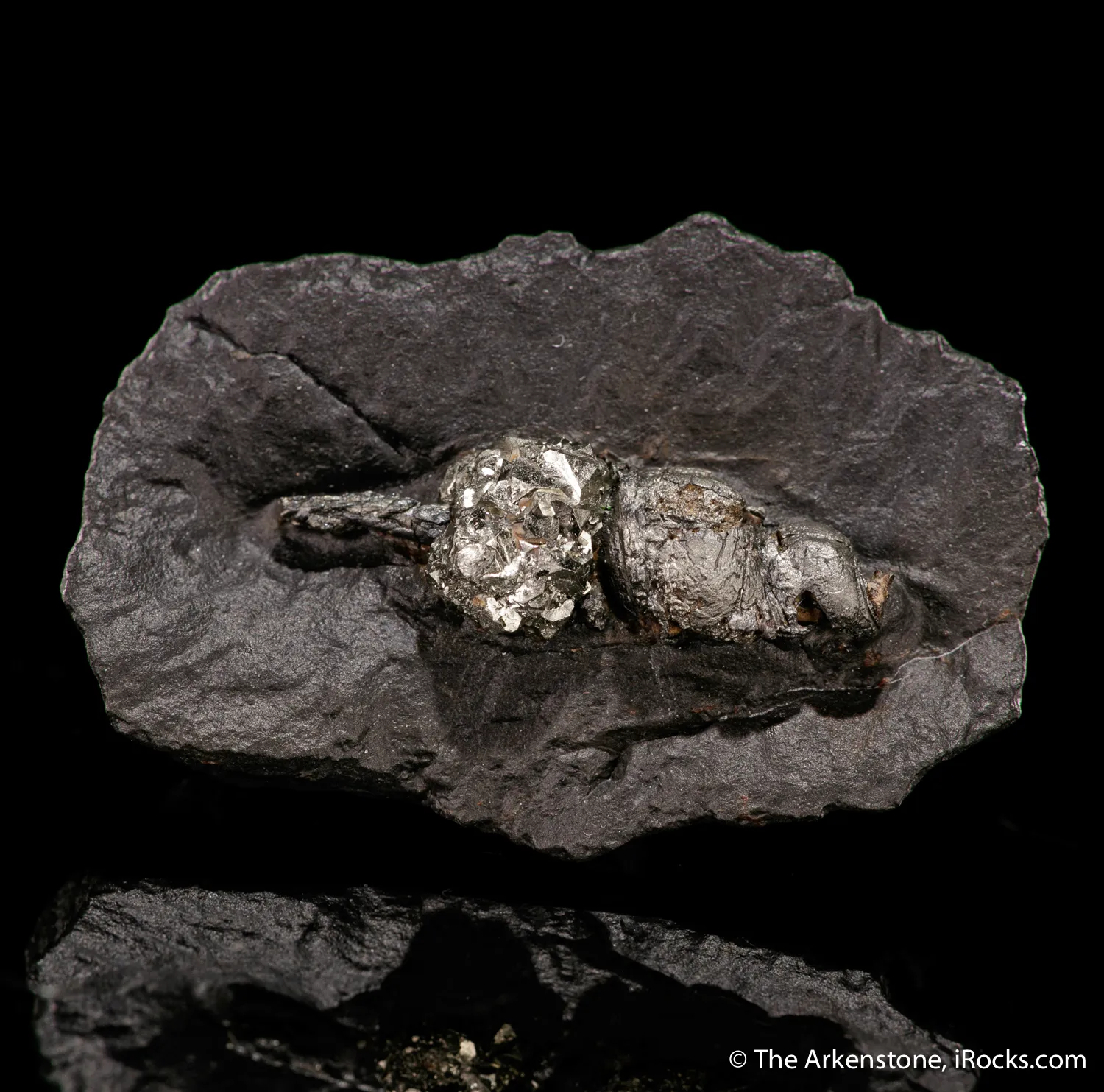 Pyrite ps. after gastropod - image 5