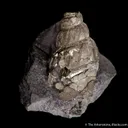 Pyrite ps. after gastropod - image 4