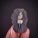 Pyrite ps. after gastropod - image 2