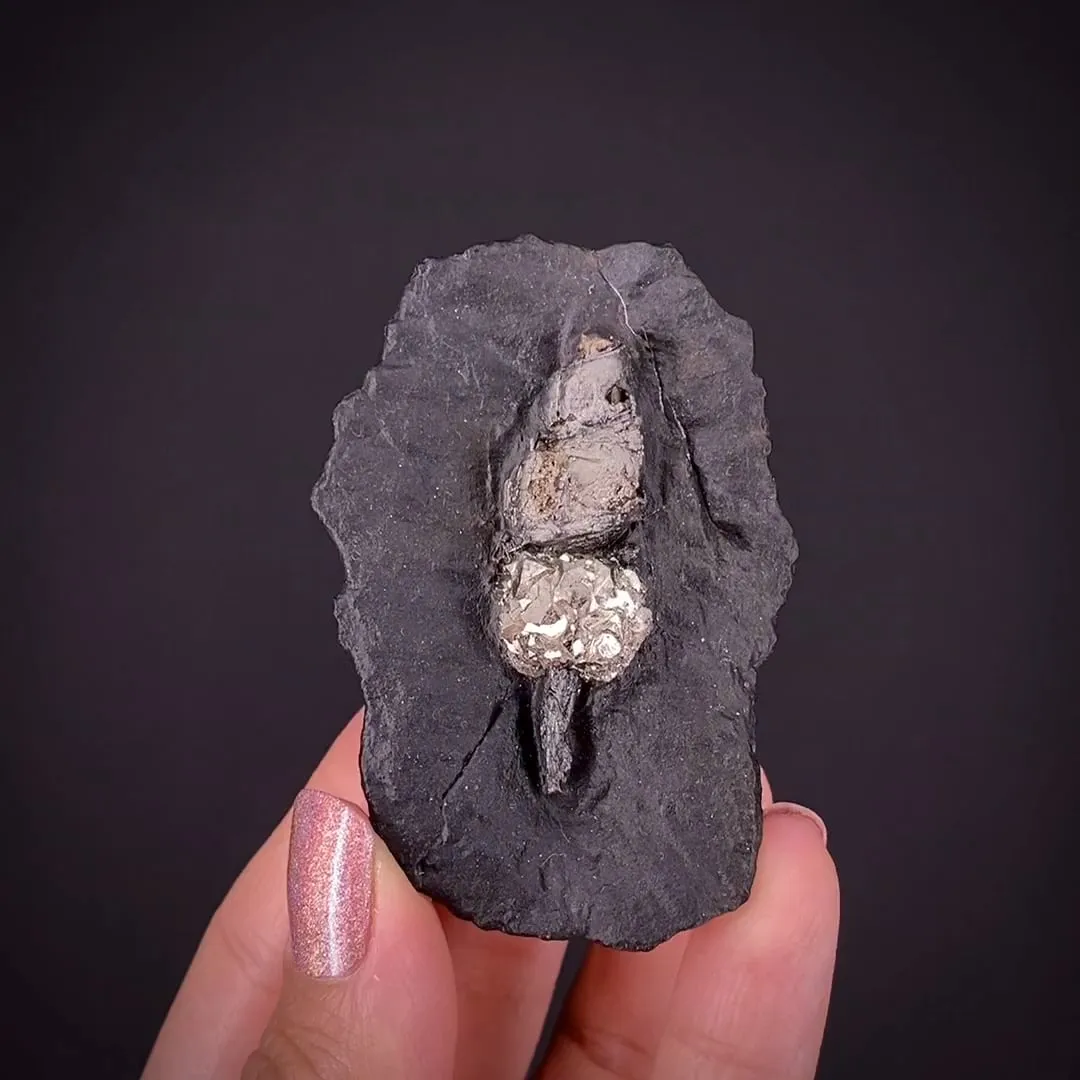 Pyrite ps. after gastropod - image 2