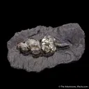 Pyrite ps. after gastropod - image 4