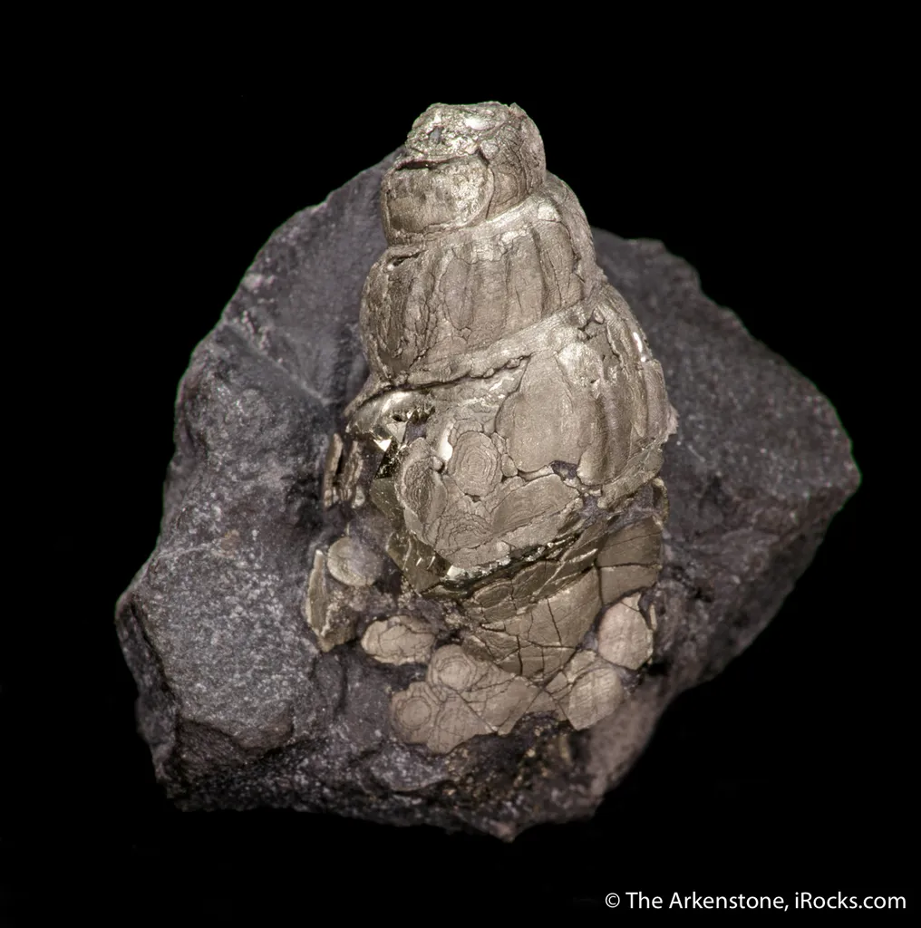 Pyrite ps. after gastropod - image 5