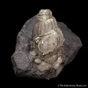 Pyrite ps. after gastropod - image 5