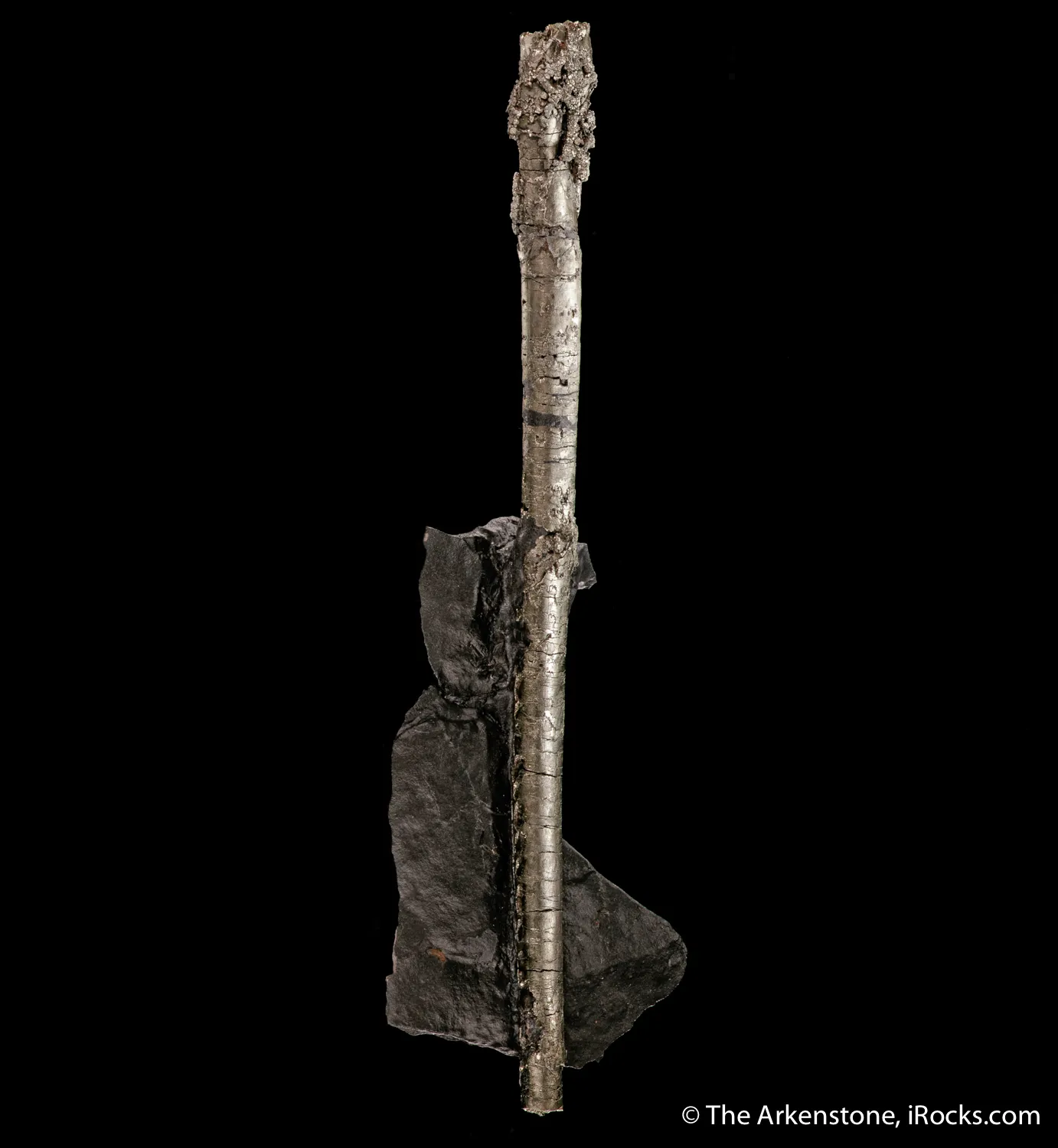 Pyrite ps. Baculites yokayamai - image 1