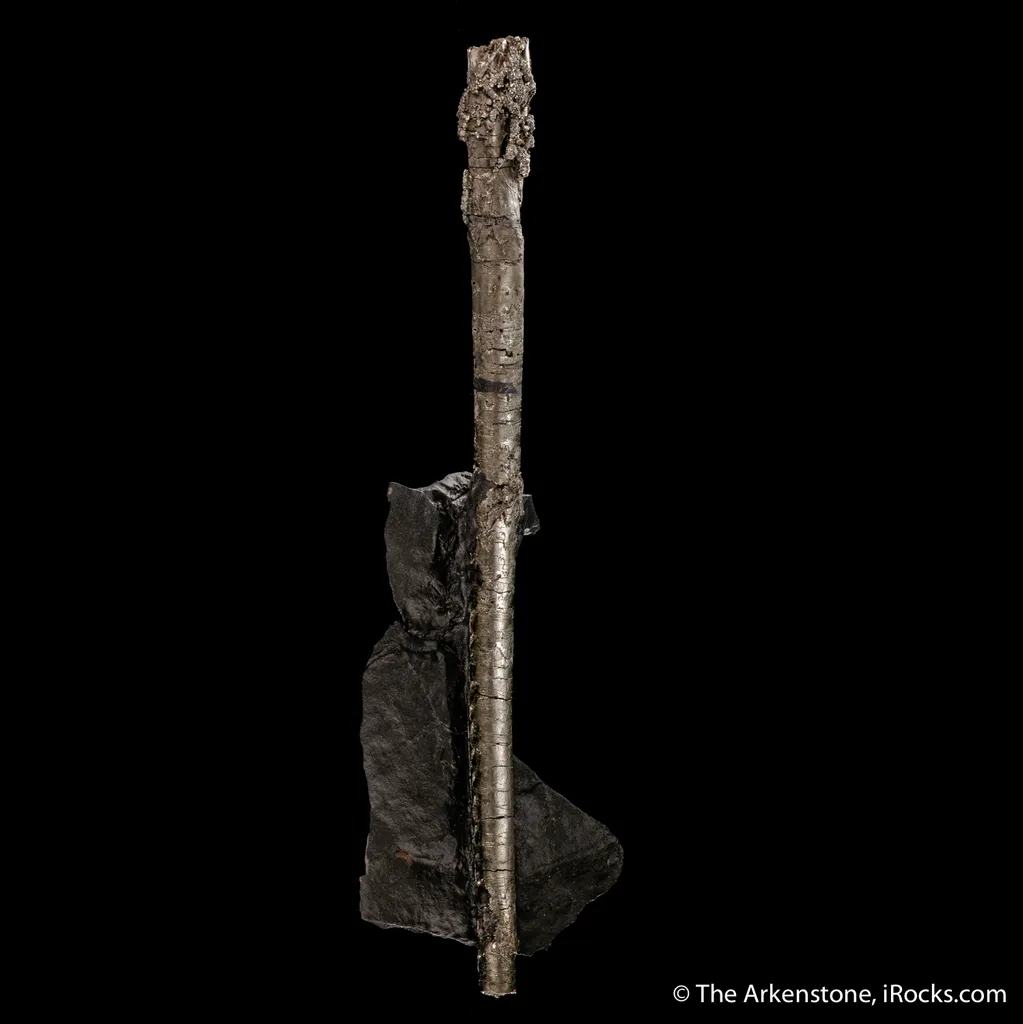 Pyrite ps. Baculites yokayamai - image 4