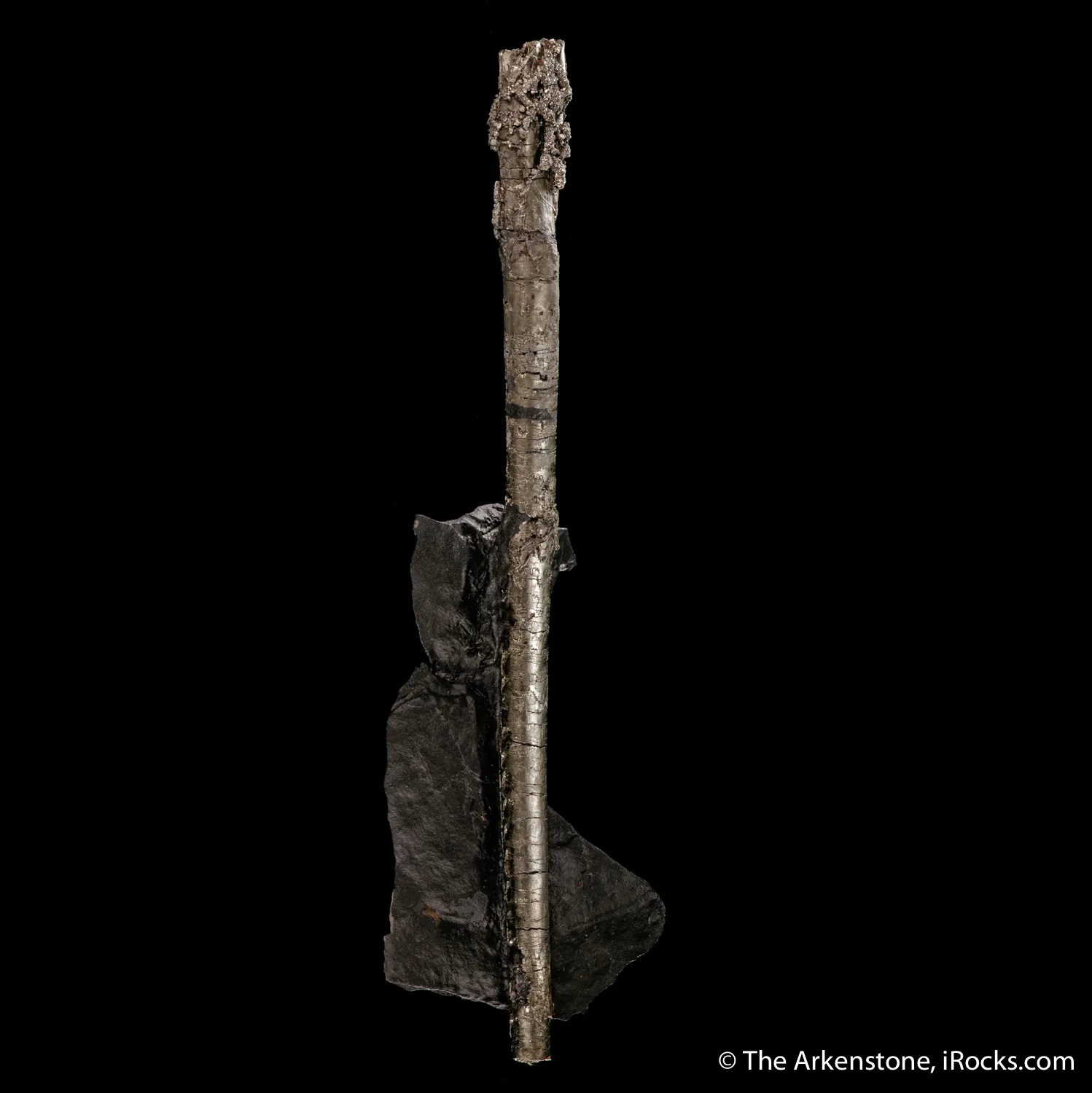 Pyrite ps. Baculites yokayamai - image 4