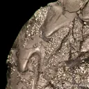 Pyrite replacing Ammonite fossil - image 5