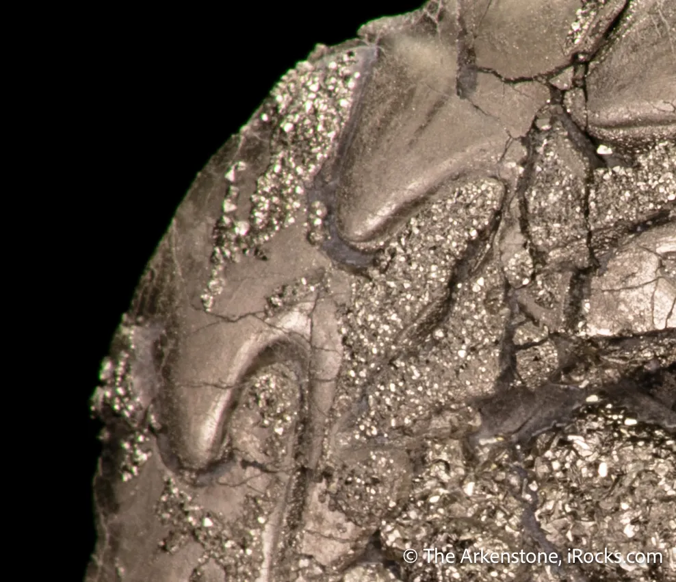 Pyrite replacing Ammonite fossil - image 5