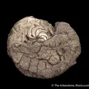 Pyrite replacing Ammonite fossil - image 4