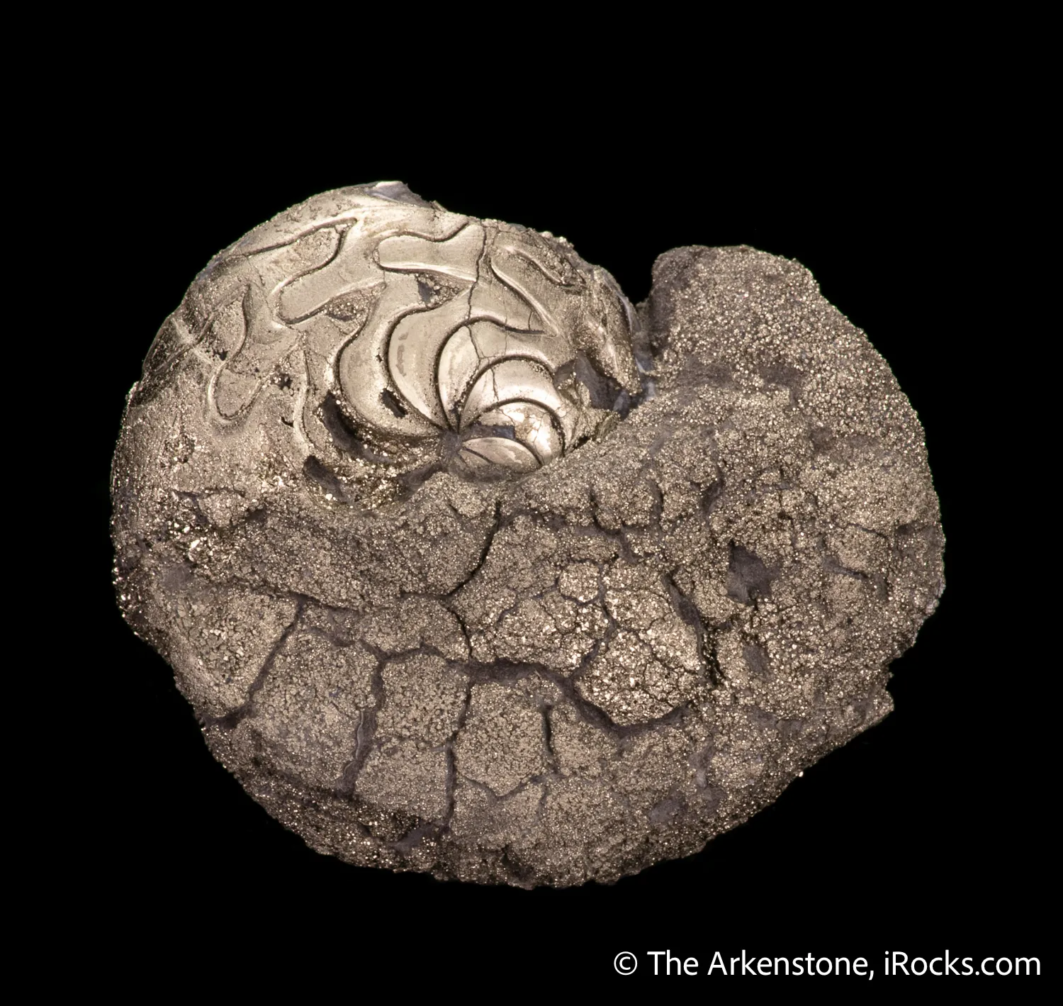 Pyrite replacing Ammonite fossil - image 4