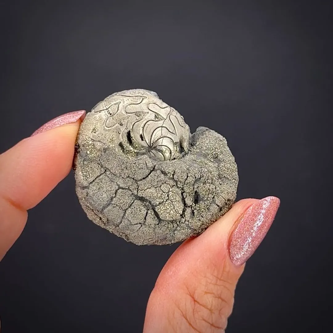 Pyrite replacing Ammonite fossil - image 2
