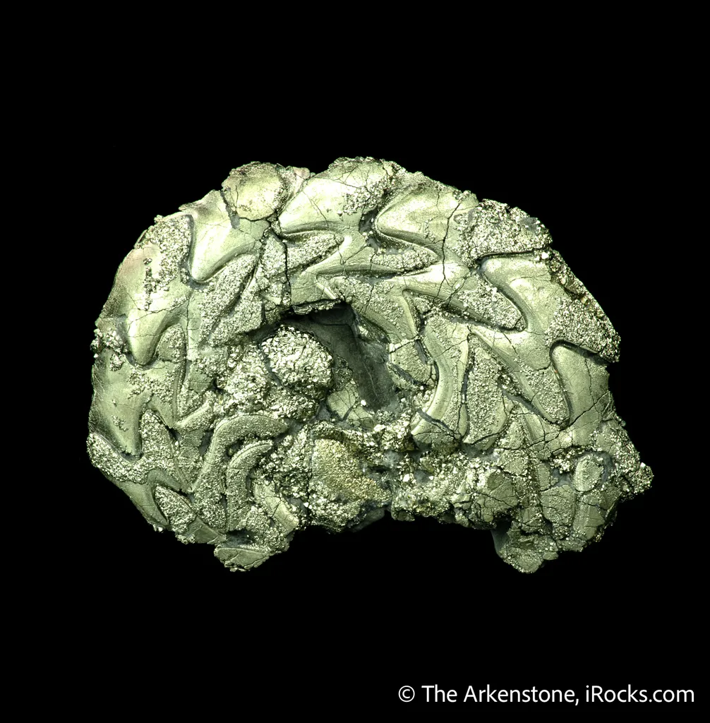 Pyrite replacing Ammonite fossil image