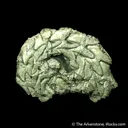 Pyrite replacing Ammonite fossil - image 1
