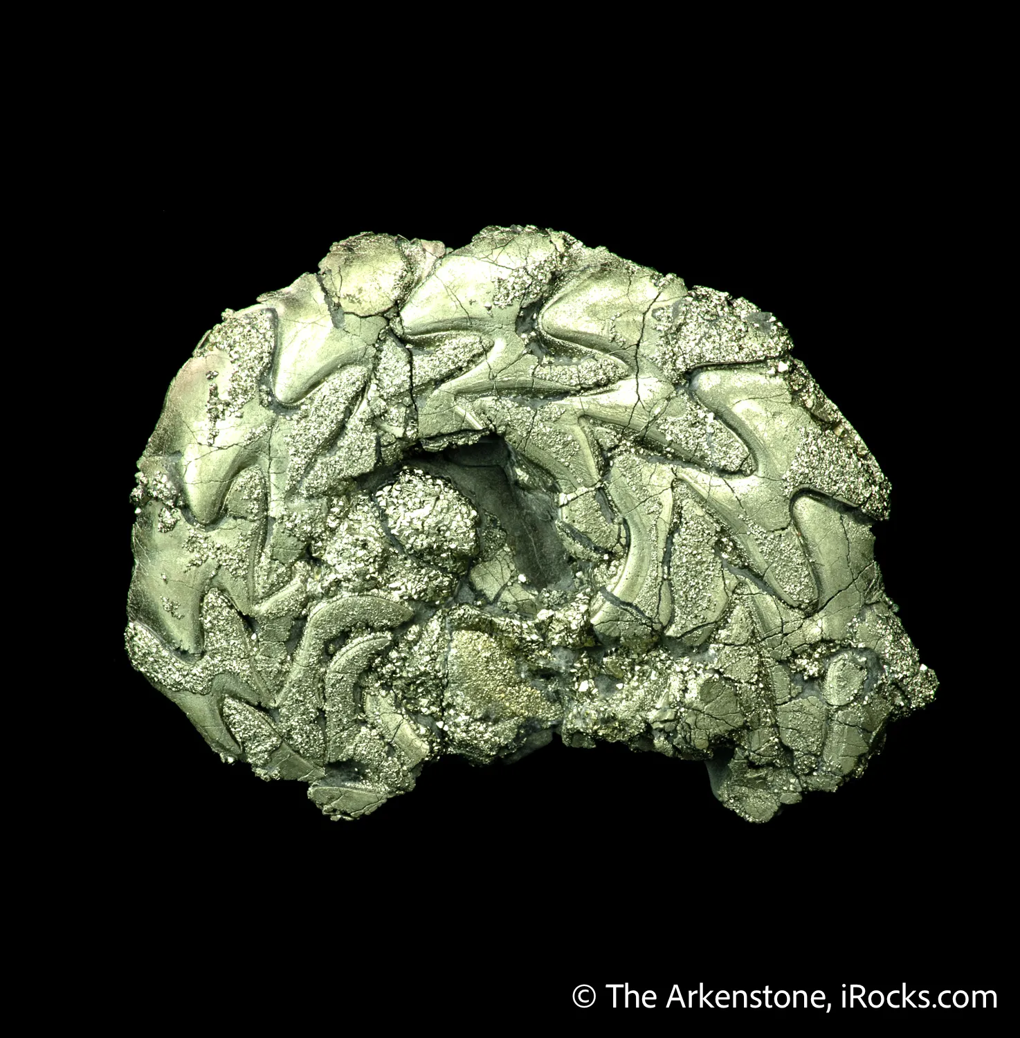 Pyrite replacing Ammonite fossil - image 1