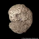 Pyrite replacing Ammonite fossil - image 1