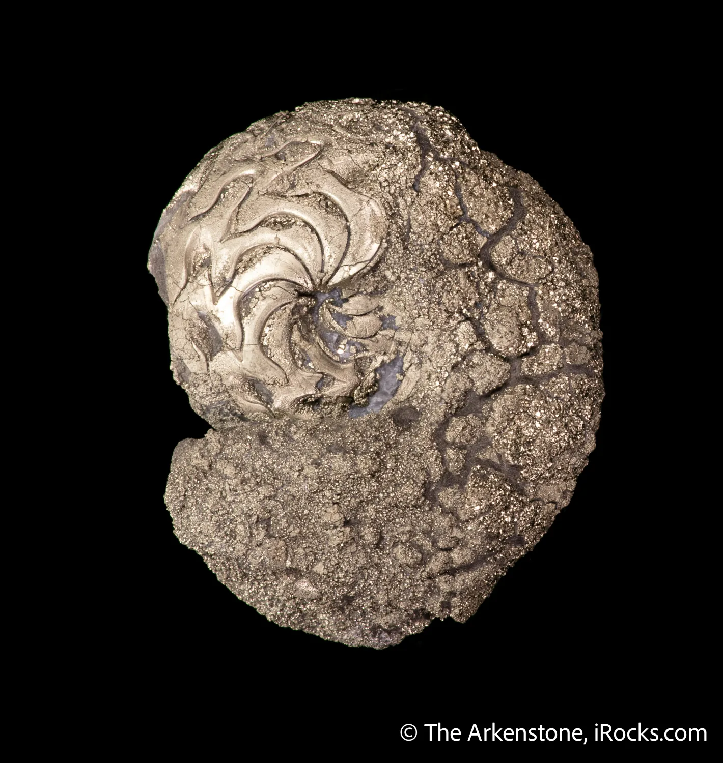 Pyrite replacing Ammonite fossil - image 1
