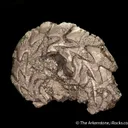 Pyrite replacing Ammonite fossil - image 4