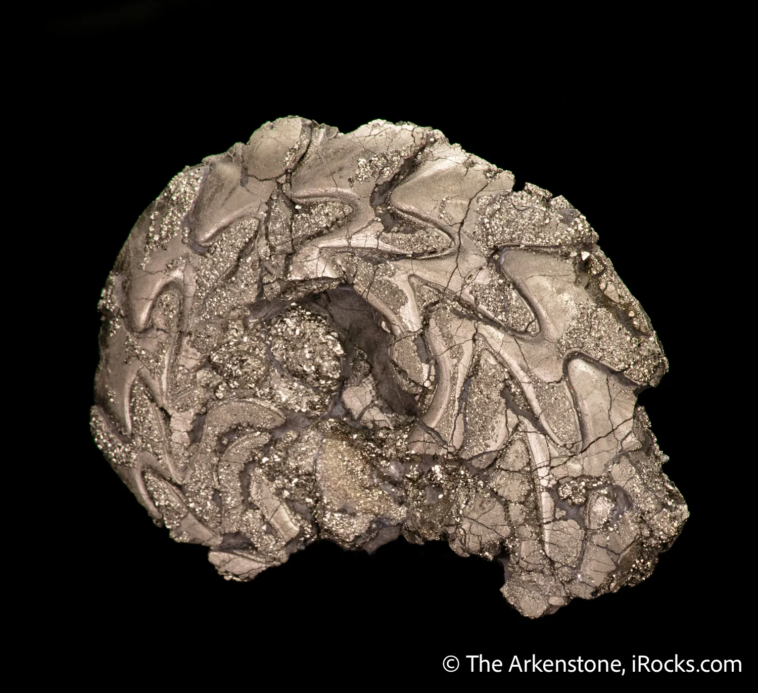 Pyrite replacing Ammonite fossil - image 4