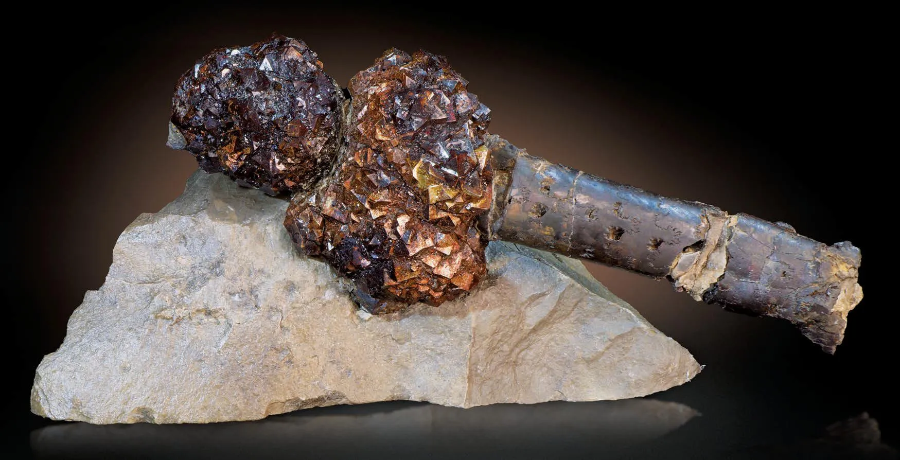 Pyrite with baculite - image 1