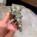 specimen video