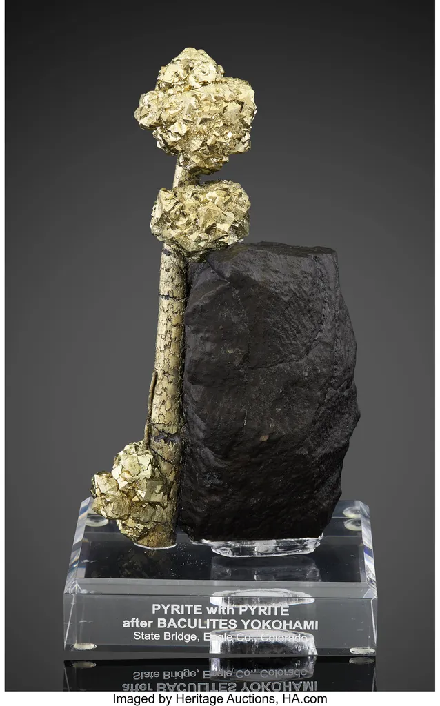 Pyrite with Pyrite pseudomorph after Baculites Yokoyamai (Fossil) image