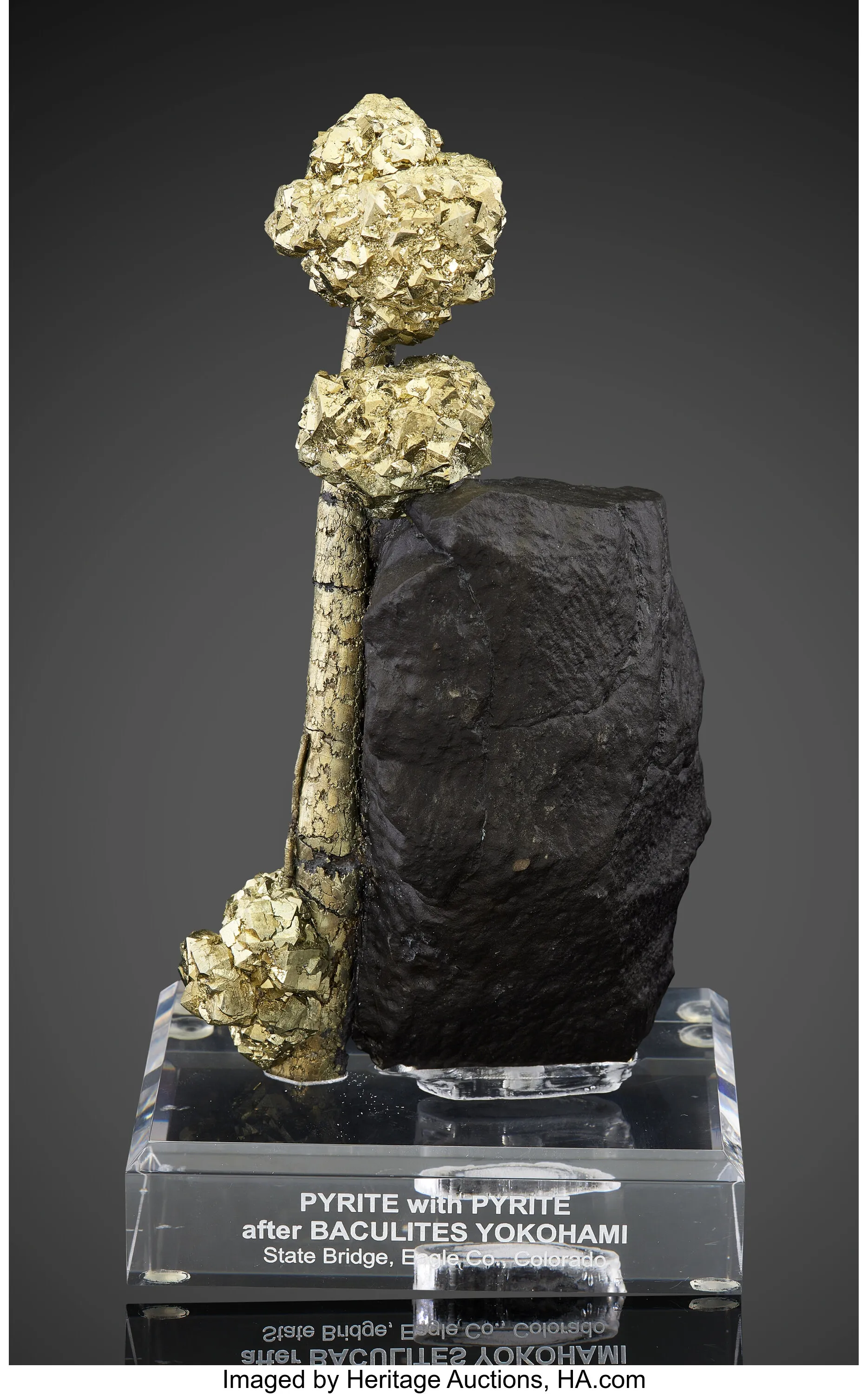Pyrite with Pyrite pseudomorph after Baculites Yokoyamai (Fossil) - image 1