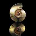Pyritized Ammonite Natural Mineral Specimen - image 1