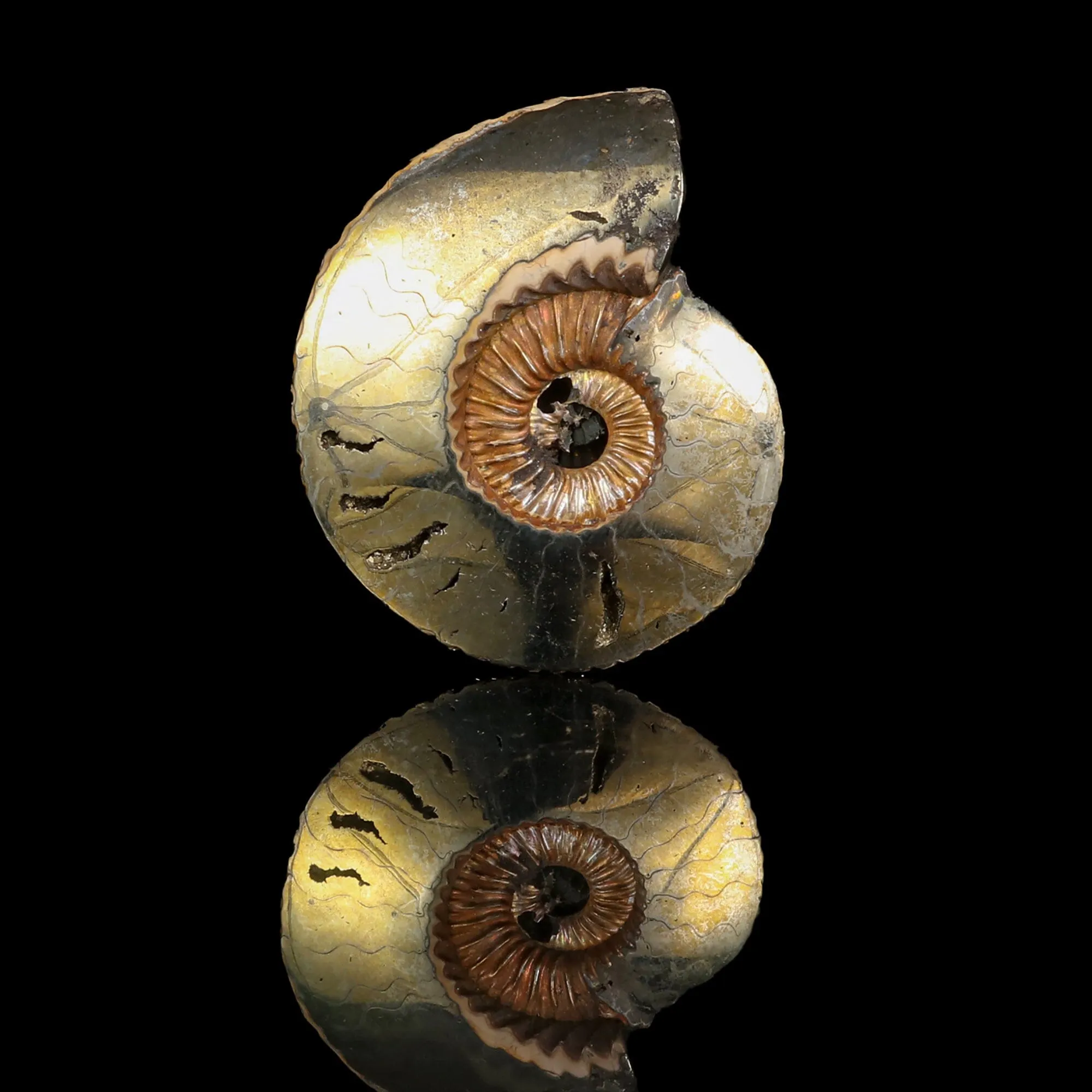 Pyritized Ammonite Natural Mineral Specimen - image 1