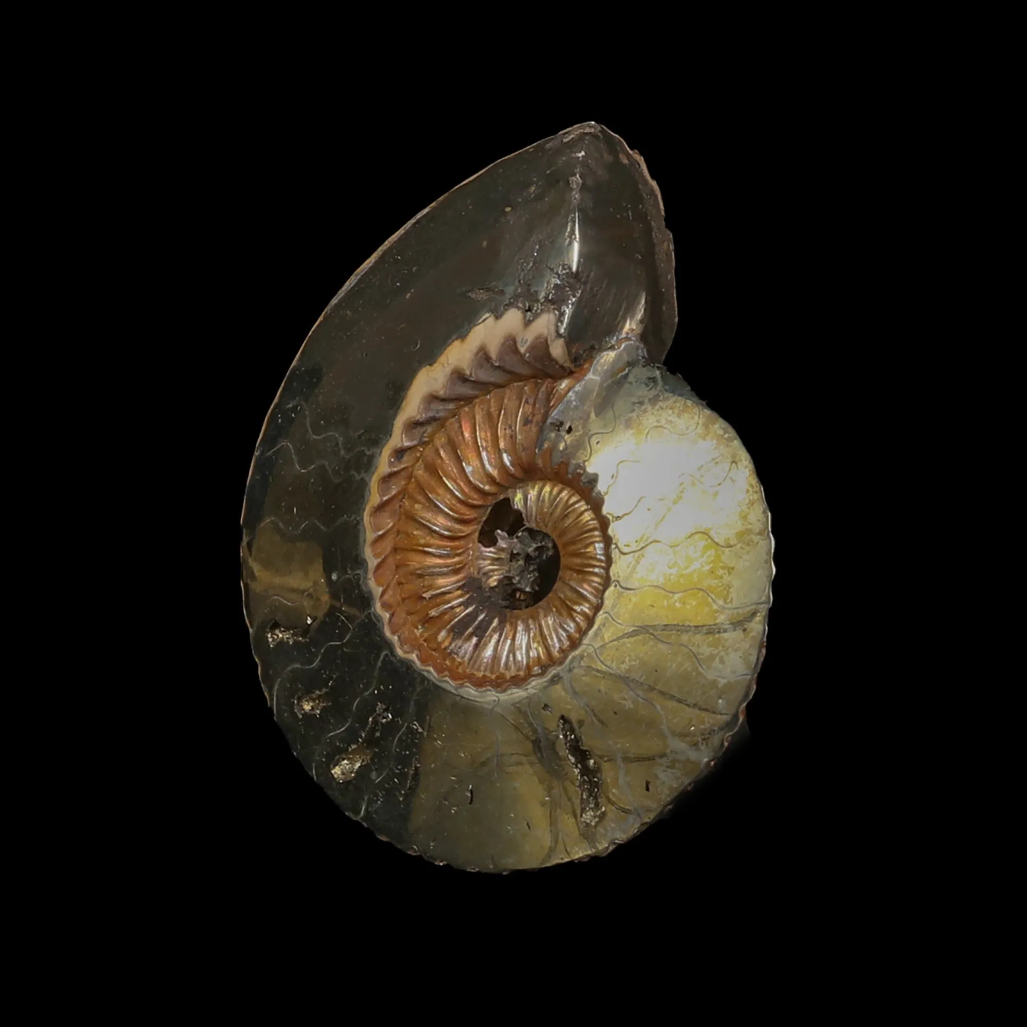 Pyritized Ammonite Natural Mineral Specimen - image 3