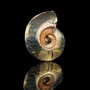 Pyritized Ammonite Natural Mineral Specimen - image 2